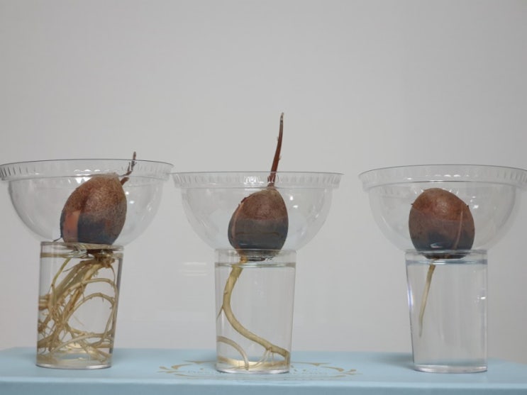 홈가드닝 마트표 아보카도 키우기 How to grow Avocado from seeds (feat. 아보카도 씨앗발아)
