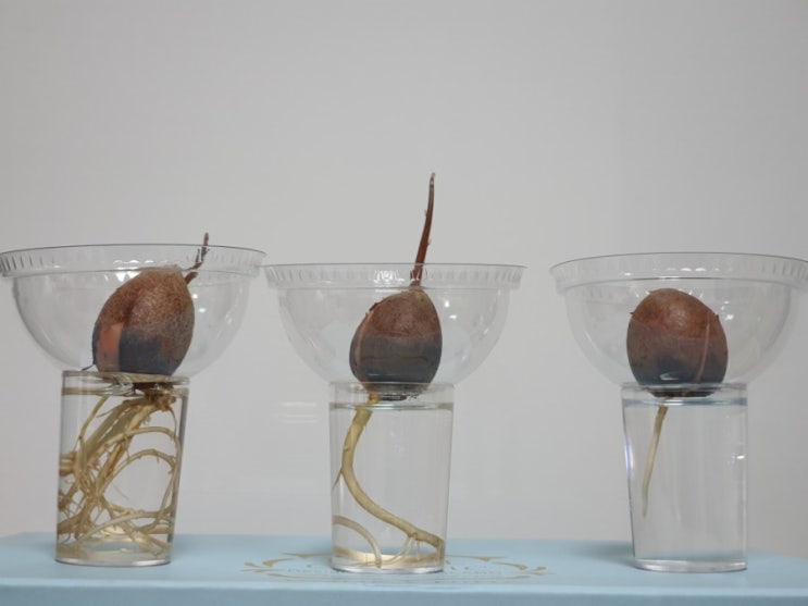  홈가드닝 마트표 아보카도 키우기 How to grow Avocado from seeds (feat. 아보카도 씨앗발아)
