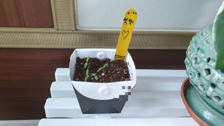  방울토마토 키우기