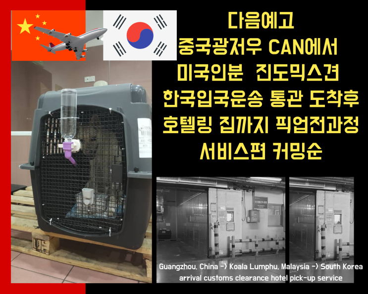  중국 광저우에서 진도믹스 [미국인분] 강아지만 한국도착 입국 카고운송 고양이검역 통관  픽업 호텔 서비스