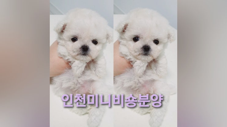  인천미니비숑분양 역대급 퀄리티 꼬마