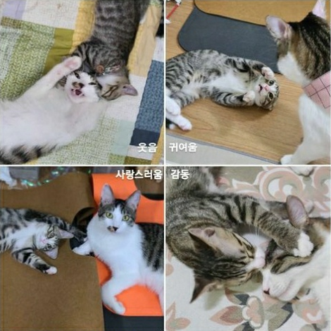  코리안숏헤어 고등어 형제 :> 도니즈