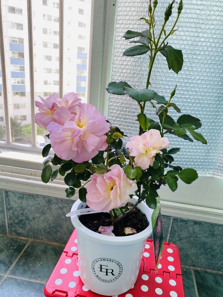  에버랜드에서 보내준 장미화분