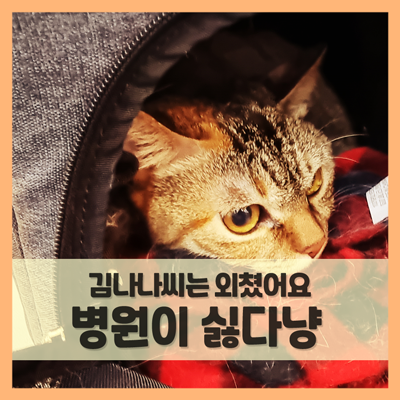  오늘 나나는 병원다녀왔어요 (f. 눈으로 욕하는 김나나씨)