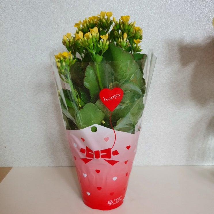  노오란 카란코에 데려옴