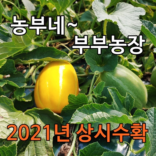  핵가성비 좋은 2021년 성주참외, 02.참외 2.5kg 중소과(8과내외) 추천해요