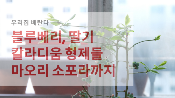  오늘일기는 칼라디움, 마오리 소포라 키우기