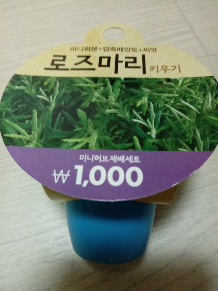  다이소 로즈마리 화분