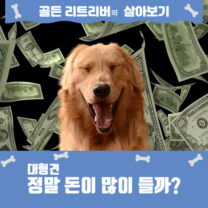  대형견 한달에 쓰는 비용? 골든리트리버 양육비