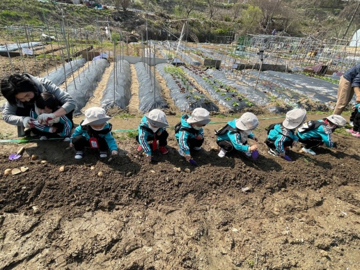  농장체험 아이가 심은 상추가 집에 도착했어요.