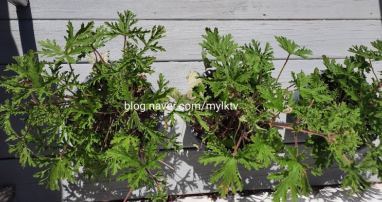  모기 쫓는 식물 시트로넬라 Citronella: 오늘일기 3일차