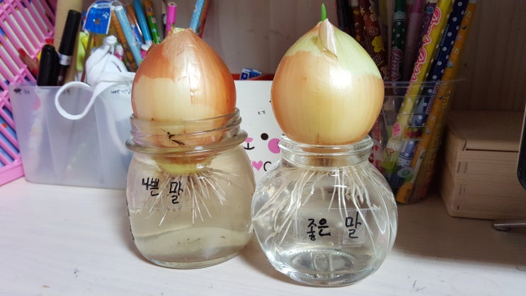  14일간의 일기. Day3(양파실험, 식물이 말을 알아들을까?)