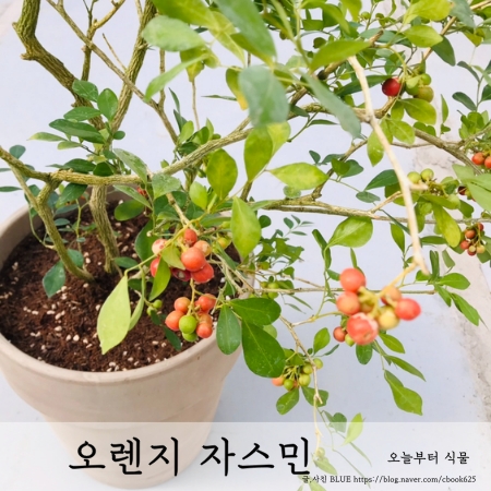 오렌지 자스민(재스민) 키우기 오늘부터식물