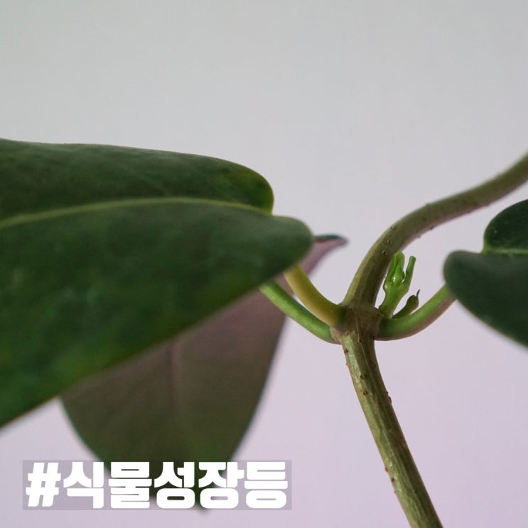 마다가스카르 자스민 키우기 이지프라임 식물성장등으로 쑥쑥