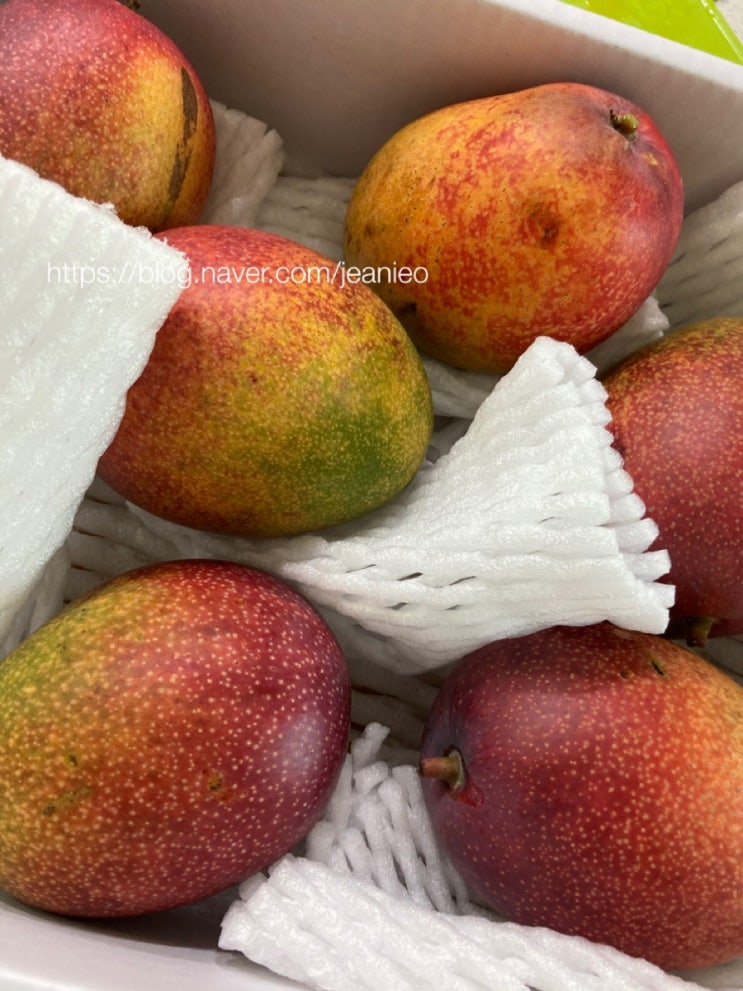 제주애플망고 농장 직거래