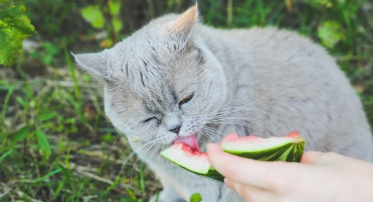 고양이 음식, 고양이가 섭취 가능한 사람 음식