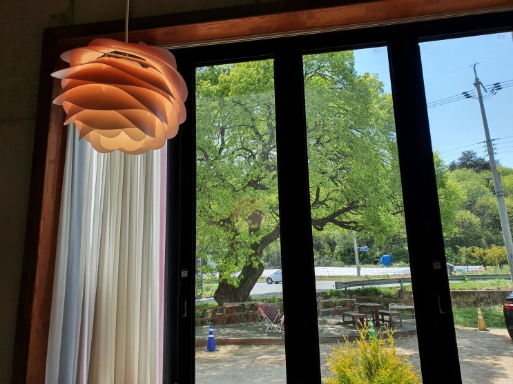 태리커피 400년 된 왕버드나무와 함께 쉬어가세요. 안동 와룡 분위기 좋은 카페