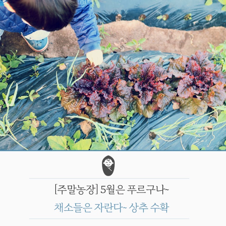  [주말농장] 5월은 푸르구나~채소들은 자란다~ 상추 수확