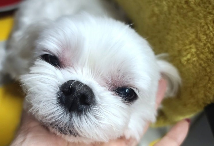  백반이 병원방문기.[외이염]