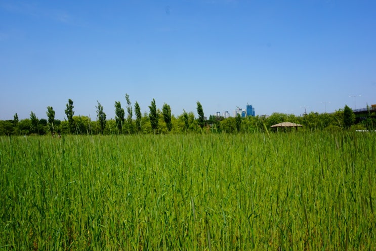 [서울, 선유도] 양화지구 한강공원 청보리밭 , 21/05/03 의 기록