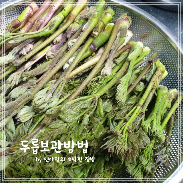  두릅보관방법 참두릅 땅두릅 가시 손질부터 데치기 냉동보관법까지