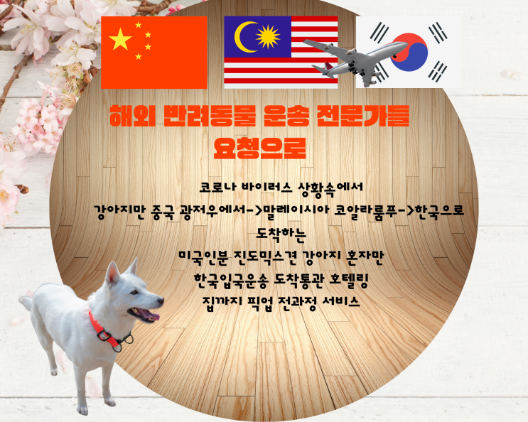  중국에서 강아지입국 반려견입국  통관 동물검역 호텔 픽업  [반려동물해외운송]