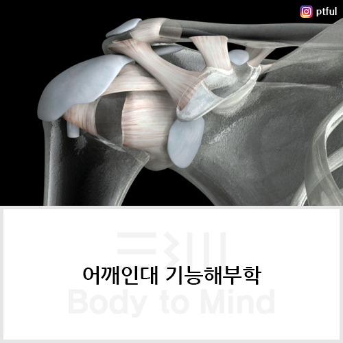  어깨인대 기능해부학