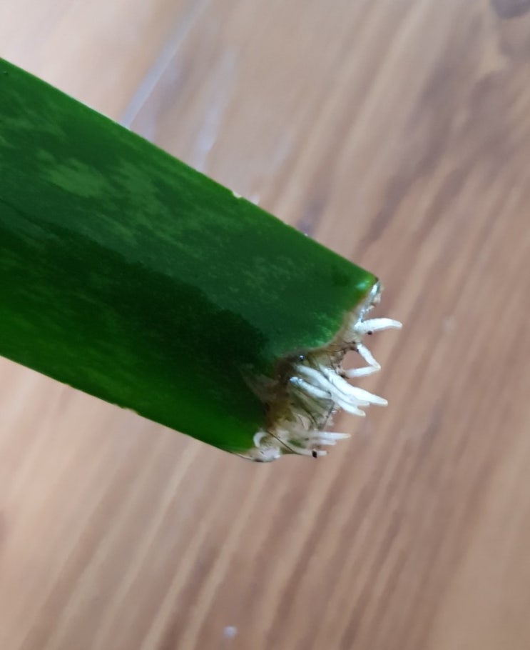 산세베리아 물꽂이 한달반 후 뿌리 나왔다