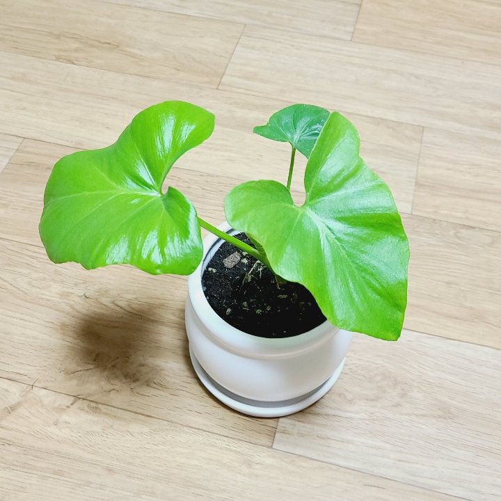  [반려식물] 필로덴드론 기본 정보