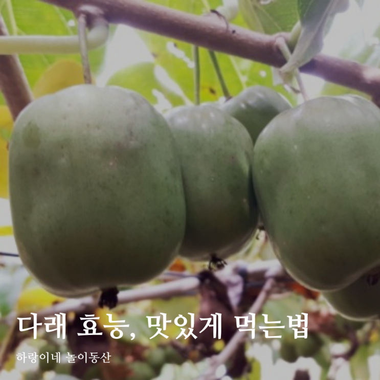 한국 토종과일 다래 효능과 맛있게 먹는 방법