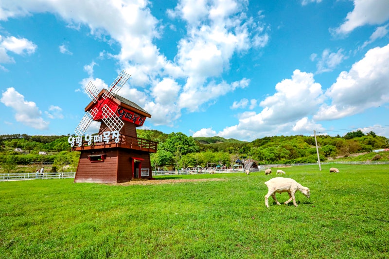 경기도양평가볼만한곳 양평양떼목장 아이들이 정말 좋아해요^^