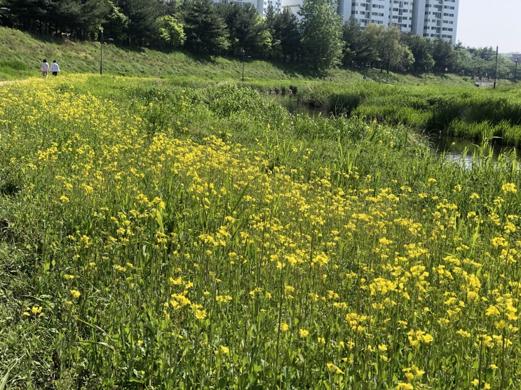  오늘일기 3일차, 걷기운동은 평생운동