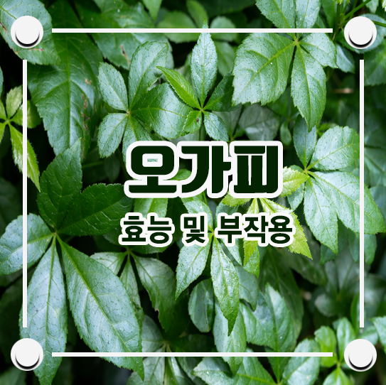 봄맛 오므나물 오카피순 7