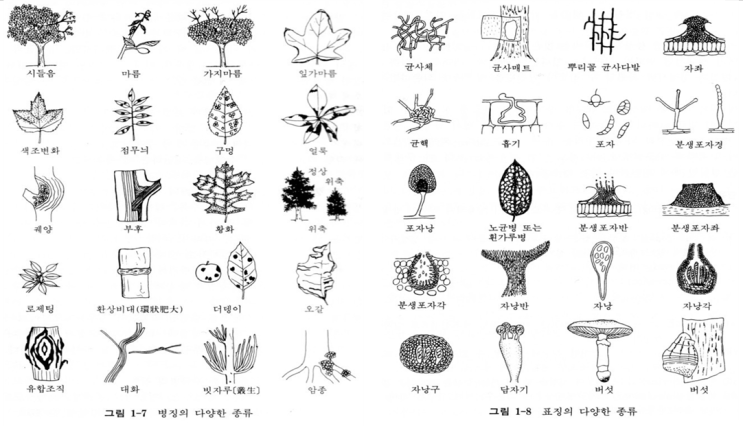  곰팡이에 의한 식물 병에 대한 간단한 정리_병징, 표징 종류