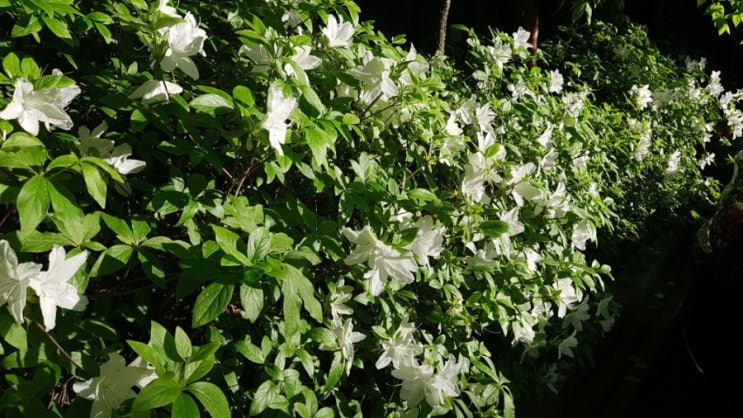  아파트 산책로가 풍성해졌어요.