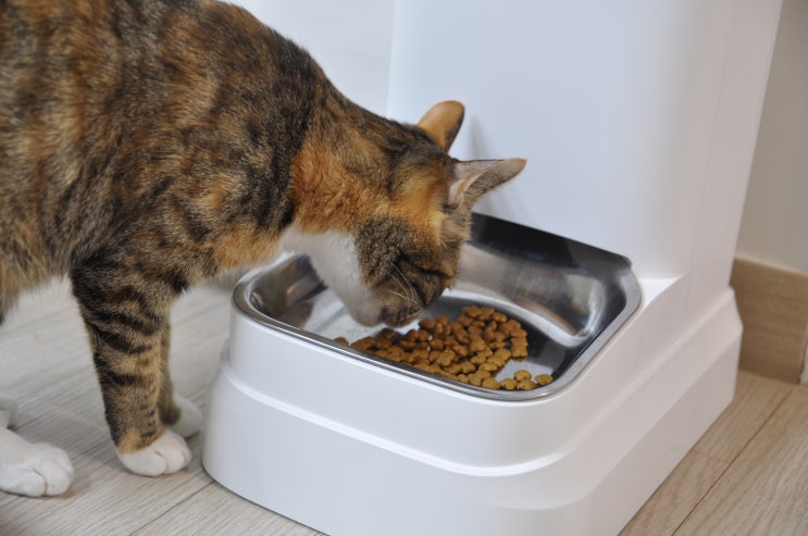 고양이 자동급식기, 밀리 자동급식기 내돈내산 솔직후기