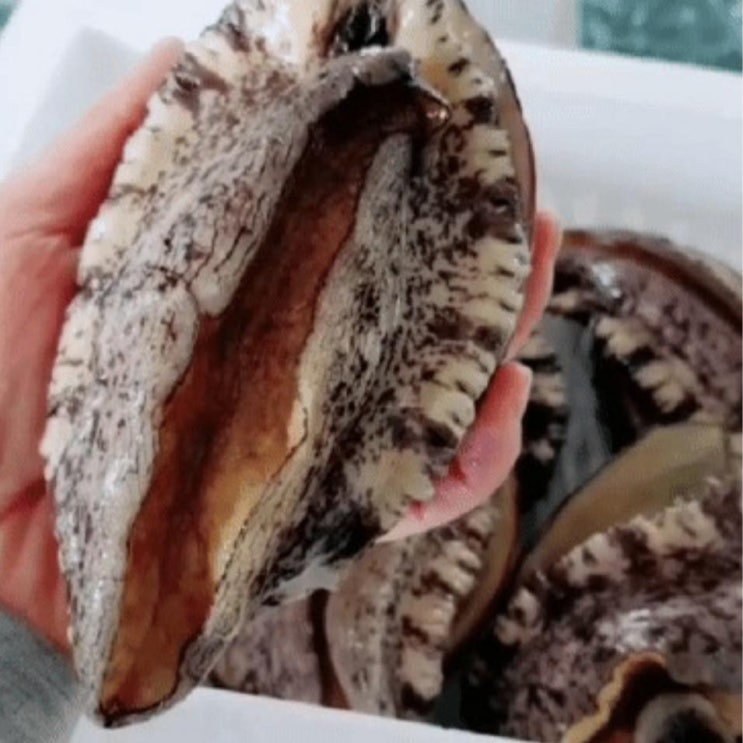 갓성비 좋은 자연그대로 청정드림 (완도 활 전복), 1box, 1kg(9-10미) 특대전복 선물세트 ··· 갓성비 좋은 자연그대로 청정드림 (완도 활 전복), 1box, 1kg(9-10미) 특대전복 선물세트 ···