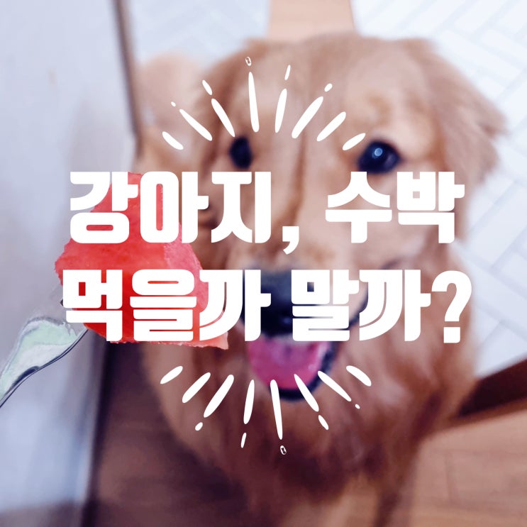  강아지수박, 먹을까 말까?