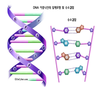 곰팡이, 세균 genomic DNA(gDNA) prep 실험 및 기본 정리