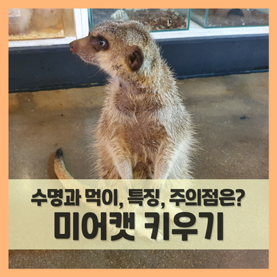  미어캣 키우기 꼭 알아야 할 점은? (수명, 먹이, 특징 등)