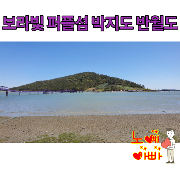  보랏빛향기 퍼플섬 신안 천사섬ㅣ안좌도 반월도 박지도 천사다리(21.04.17)