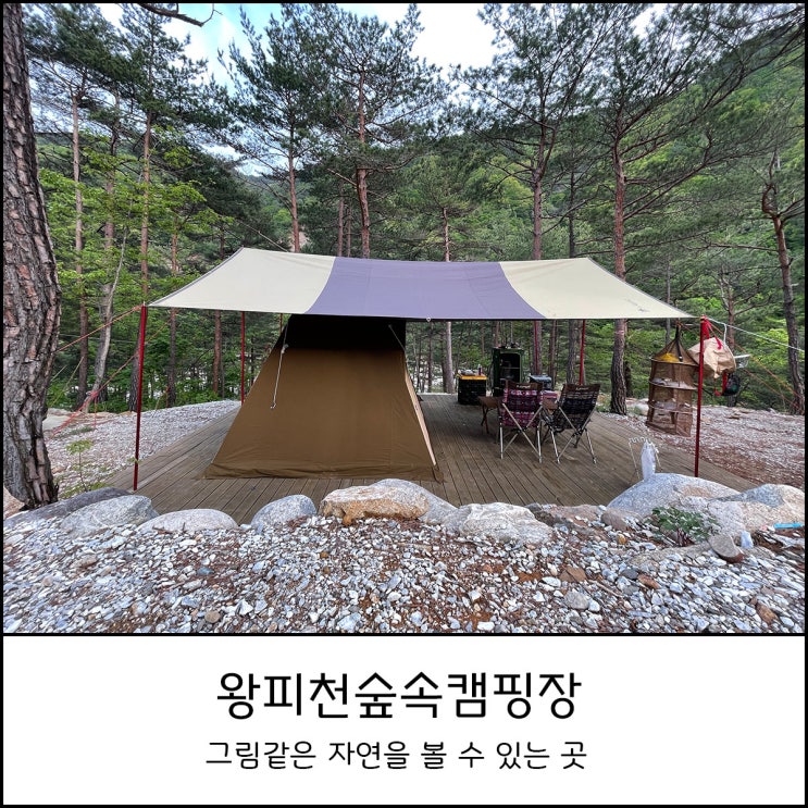  왕피천숲속캠핑장 _ 소나무숲과 맑은 계곡물이 흐르는 경북캠핑장에서 힐링캠프
