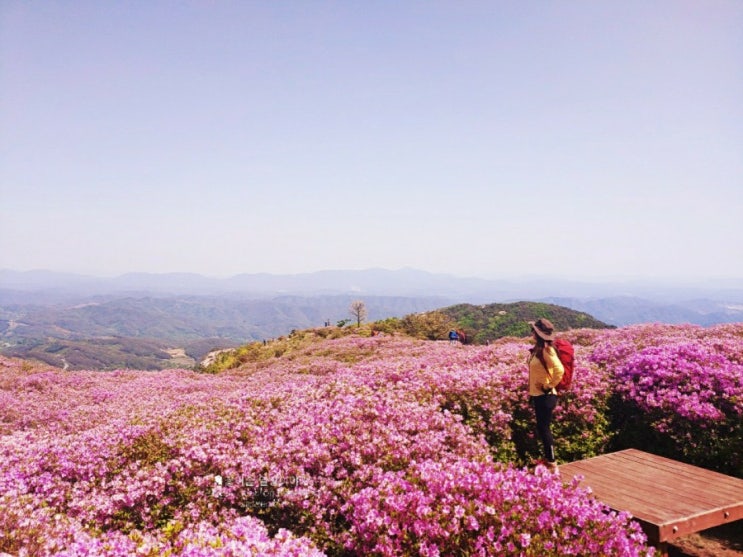 합천 황매산 등산코스:오토캠핑장 주차장-순결바위- 모산재- 황매평원길-황매산 철쭉 산행