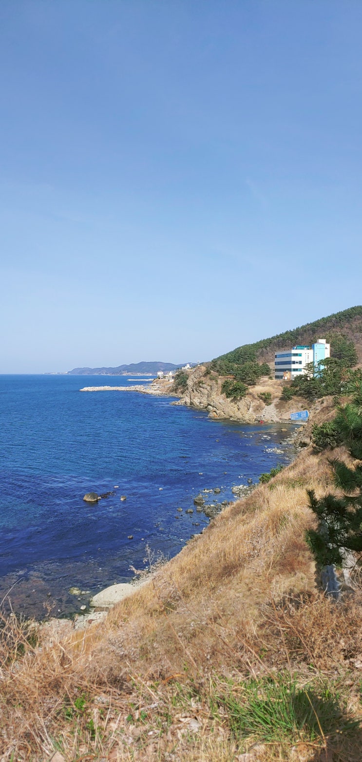  포항가볼만한곳/ 연오랑세오녀테마공원/ 호미곶 유채꽃 총정리