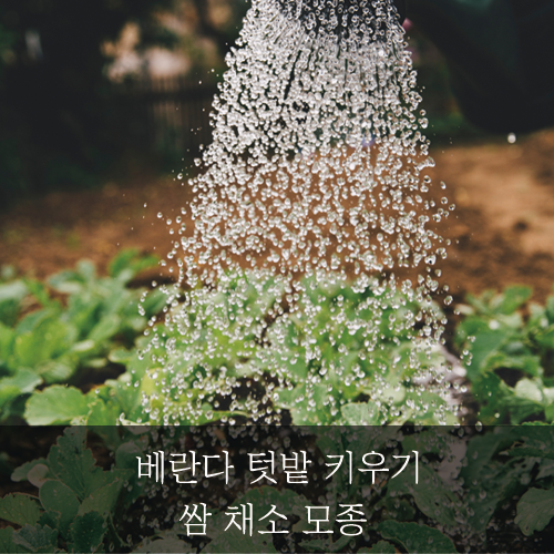 미래신용정보 미래서포터즈 - 쌈 채소 모종 베란다 텃밭 키우기