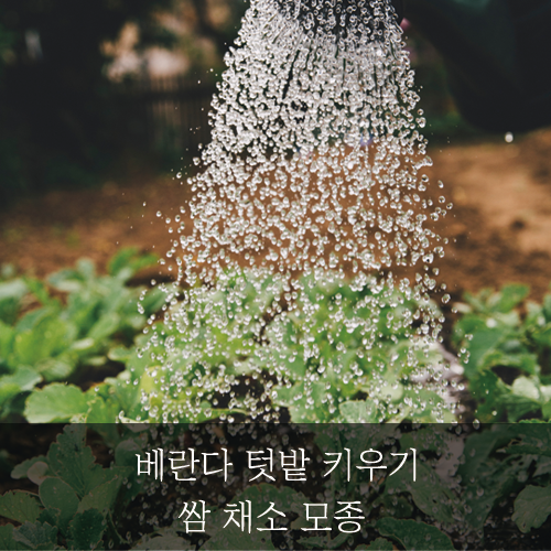  미래신용정보 미래서포터즈 - 쌈 채소 모종 베란다 텃밭 키우기