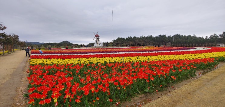  신안 튤립공원 신안 가볼만한곳 임자도
