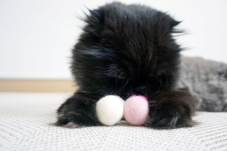 고양이 캣닢 장난감 캣츠모리 양모볼