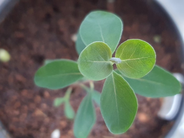  홈가드닝 유칼립투스 번식으로 부자되기! How to grow Eucalyptus from seeds (feat. 유칼립투스 3종 씨앗발아)
