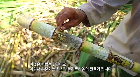  폴리 코사놀 복용법 콜레스테롤 수치 효과